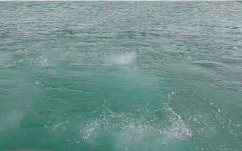 هوادهی استخر پرورش ماهی و تصفیهخانهی آب برگشتی در ایران — تصویر 7